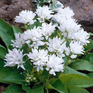 Campanula Glomerata 'Alba' Perennial LARGE Plug Plants Pack x6