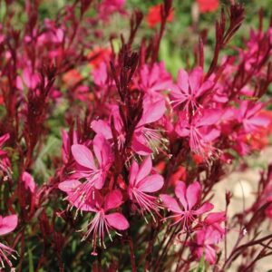 Gaura Gambit™ Rose Perennial Flowering LARGE Plug Plants Pack x6