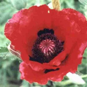Poppy Papaver Orientale 'Allegro' Perennial LARGE Plug Plants Pack x6