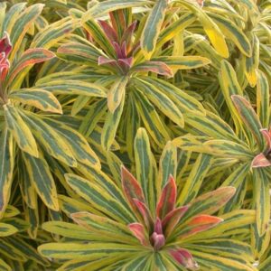 Euphorbia × Martini Ascot Rainbow Perennial XXL Supersize Plug Plants Pack x3