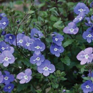 Veronica Peduncularis Georgia Blue Speedwell Perennial Plug Plants Pack x6