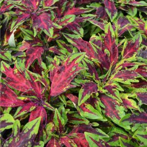 Coleus Special ‘FLAME THROWER Chilli Pepper’ Plug Plants Pack x6