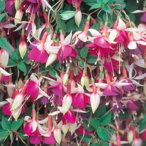 Fuchsia Trailing 'Auntie Jinks' Summer Garden Plug Plants Pack x6