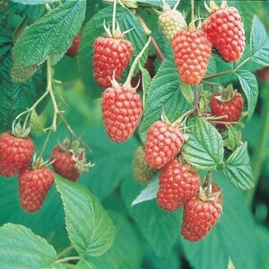 Rubus Idaeus Raspberry 'Tulameen' Pack x3  9cm Pot Plants