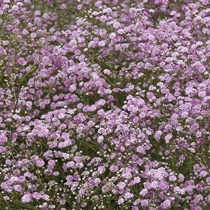 Gypsophila Paniculata Pink Rosea Perennial Plug Plants Pack x6 LARGE