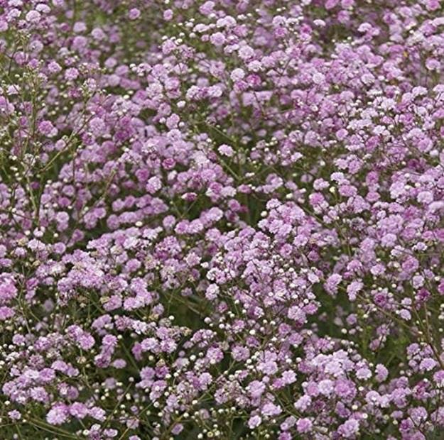 Gypsophila Paniculata Pink Rosea Perennial Plug Plants Pack x6 LARGE