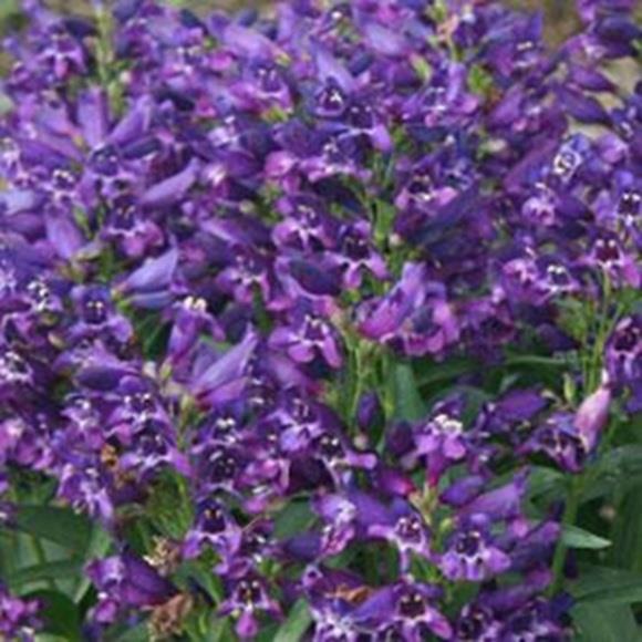 Penstemon Dwarf Barbartus 'Rock Candy® Purple' Perennial Plug Plants Pack x6