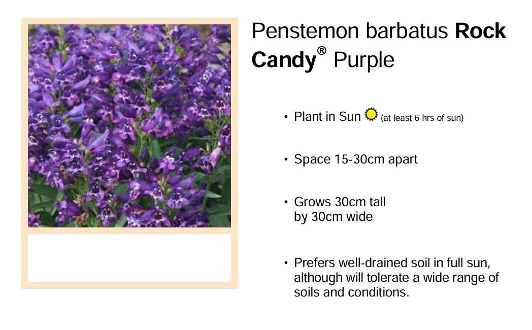 Penstemon Dwarf Barbartus 'Rock Candy® Purple' Perennial Plug Plants Pack x6