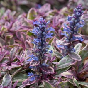Ajuga 'Princess Nadia' LARGE Plug Plants Groundcover Pack x6