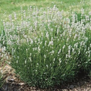 White Lavender Angustifolia 'Edelweiss' Perennial Flowering Plug Plants Pack x6