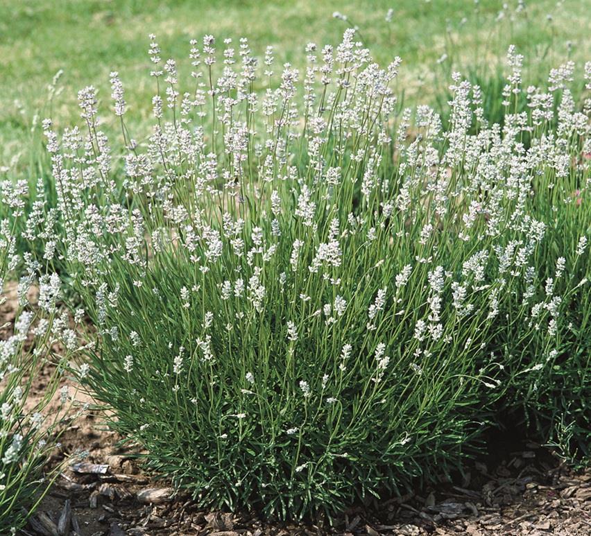 White Lavender Angustifolia 'Edelweiss' Perennial Flowering Plug Plants Pack x6