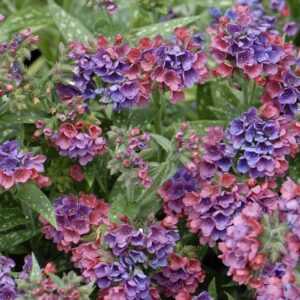 Pulmonaria ‘Raspberry Splash’ Perennial Pack x6 Plug Plants