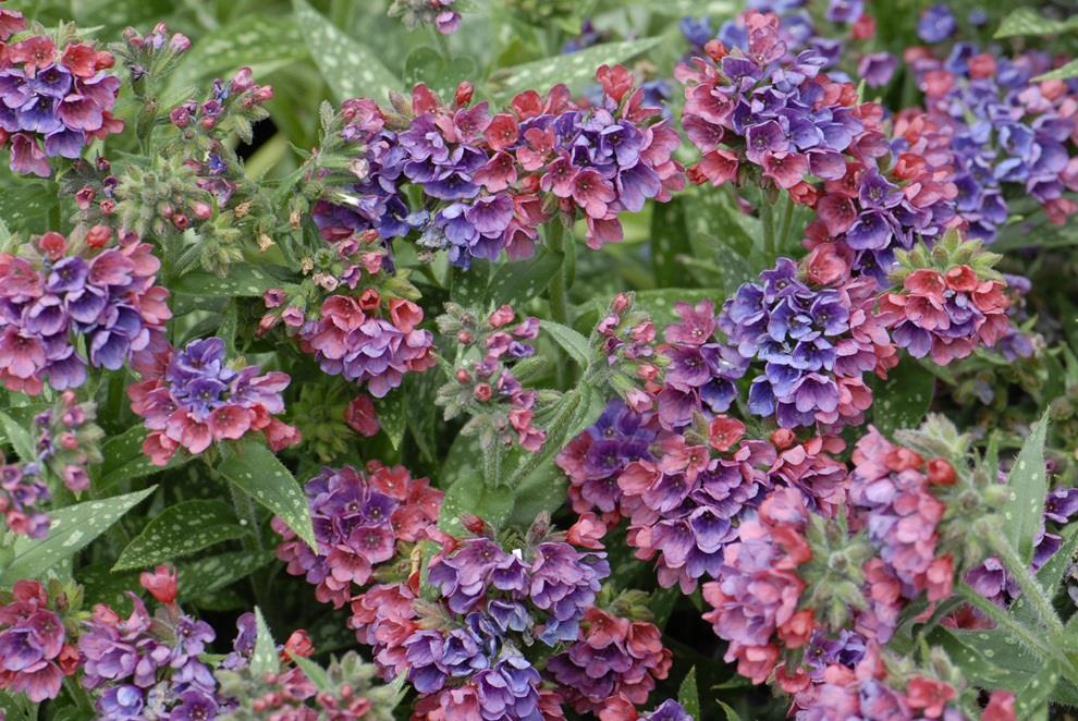 Pulmonaria ‘Raspberry Splash’ Perennial Pack x6 Plug Plants