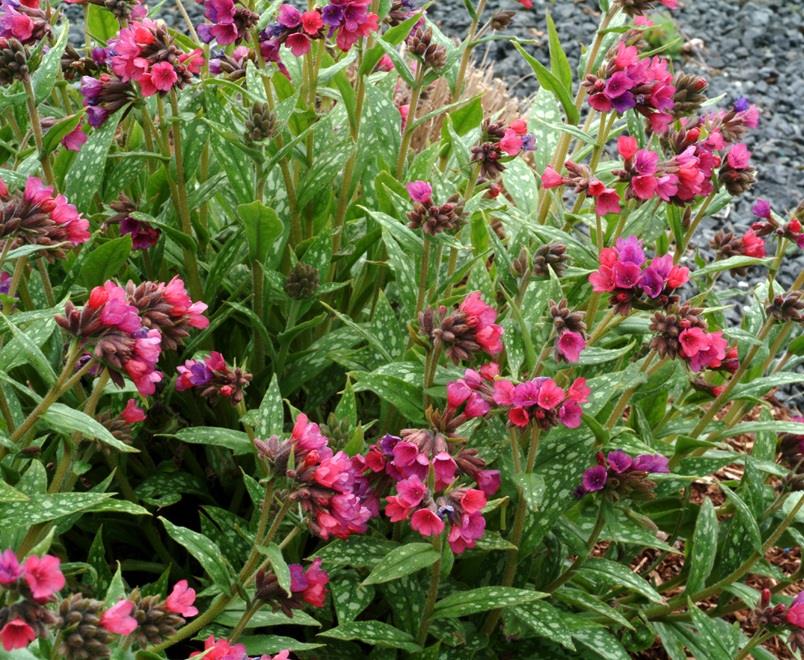 Pulmonaria ‘Raspberry Splash’ Perennial Pack x6 Plug Plants