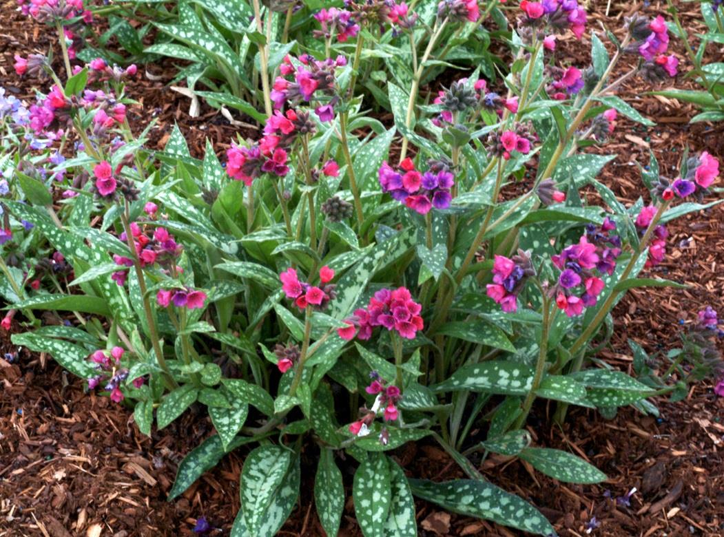 Pulmonaria ‘Raspberry Splash’ Perennial Pack x6 Plug Plants