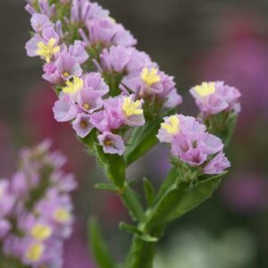 Statice Forever Happy Pack Garden Flower Seeds