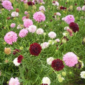 Scabious Tall Double Mix Pack Flower Seeds