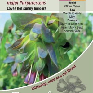 Cerinthe Major Purpurascens Pack Flower Seeds