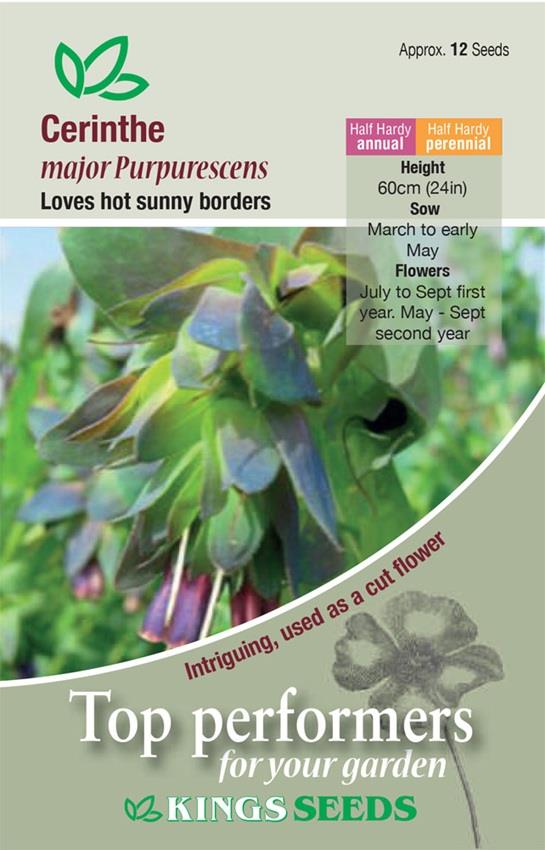 Cerinthe Major Purpurascens Pack Flower Seeds