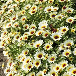 Chrysanthemum Eastern Star Pack Flower Seeds