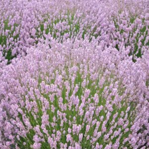 Lavender English 'Rosea' Perennial Plug Plants Pink Lavender Pack x6