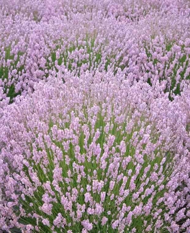 Lavender English 'Rosea' Perennial Plug Plants Pink Lavender Pack x6