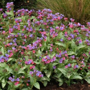 Pulmonaria Dark Vader Perennial Garden Plug Plants Pack x6