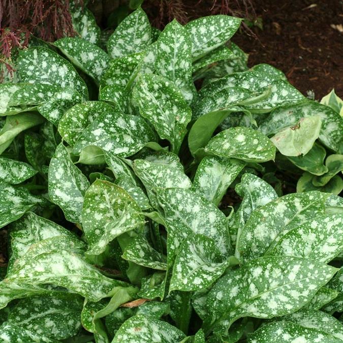 Pulmonaria Dark Vader Perennial Garden Plug Plants Pack x6