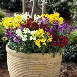 Wallflower F1 'Sugar Rush' Mixed Plug Plants Pack x12 Blooms Twice!