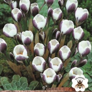 Species Crocus Bulbs 'Prins Claus' WPC Prins Quality Spring Bulbs Pack 15
