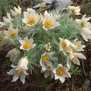 Pulsatilla Vulgaris Pulsar White Perennial LARGE Plug Plants Pack x6