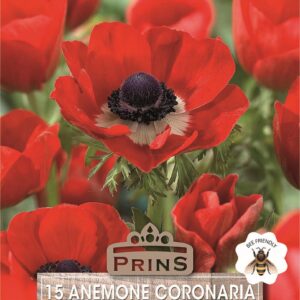 Anemone De Caen Red 'Hollandia' Quality WPC Prins Pack 15 Bulbs