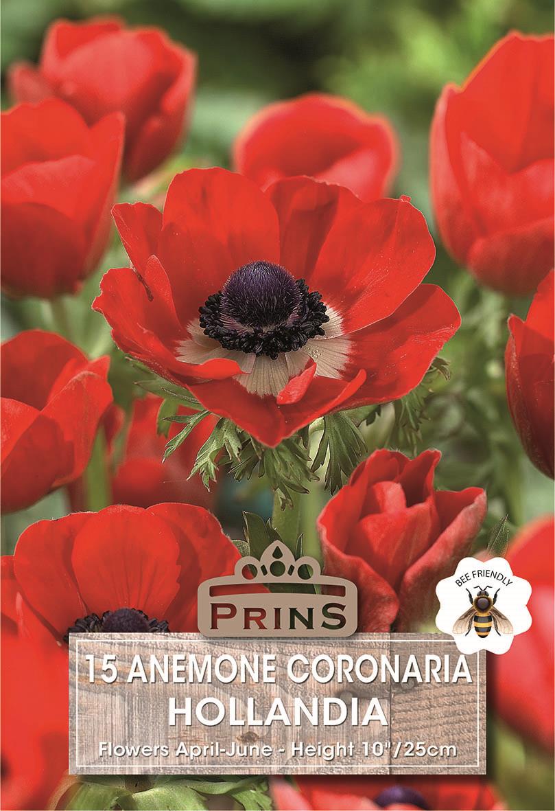 Anemone De Caen Red 'Hollandia' Quality WPC Prins Pack 15 Bulbs
