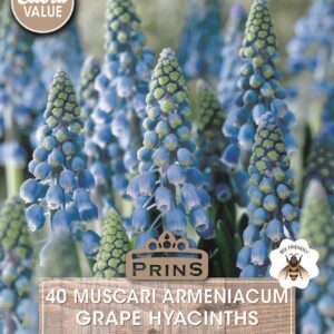 Value Pack 40 Grape Hyacinth Muscari Armeniacum Blue Garden Bulbs