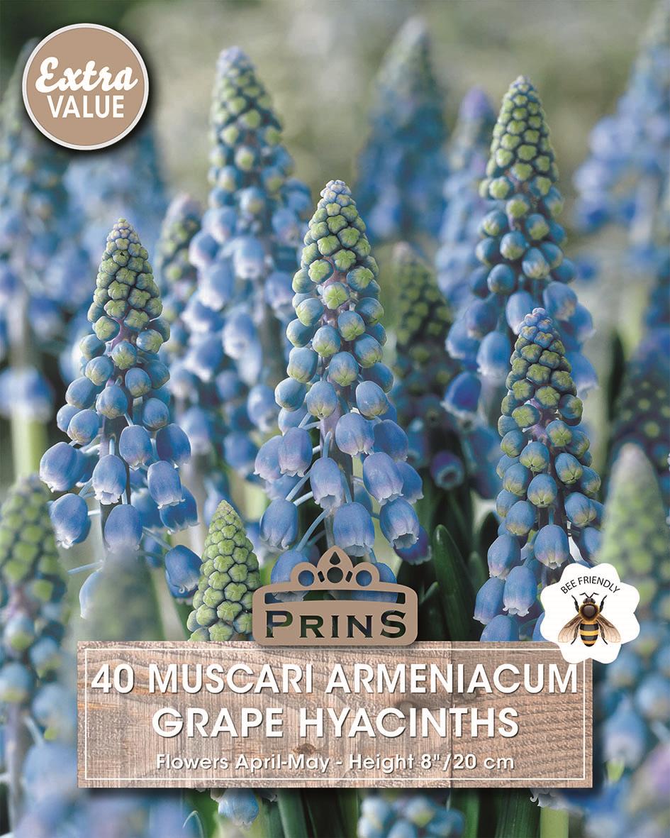 Value Pack 40 Grape Hyacinth Muscari Armeniacum Blue Garden Bulbs