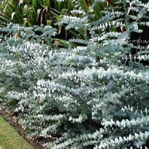 Eucalyptus 'Baby Blue' Perennial Garden Shrub XXL Supersize Plug Plants Pack x3