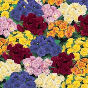 Primrose Primula Double Belarina® Mixed Perennial Plug Plants Pack x5
