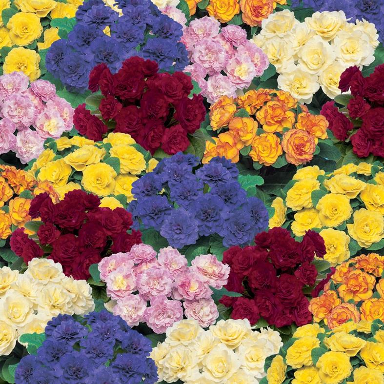 Primrose Primula Double Belarina® Mixed Perennial Plug Plants Pack x5