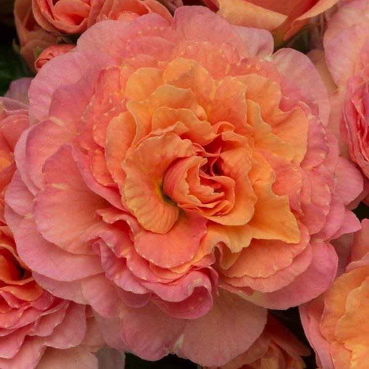 Primrose Primula Double Belarina® Mixed Perennial Plug Plants Pack x5