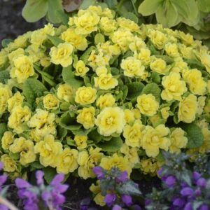 Primrose Primula Double Belarina® Buttercup Yellow Perennial Plug Plants Pack x5