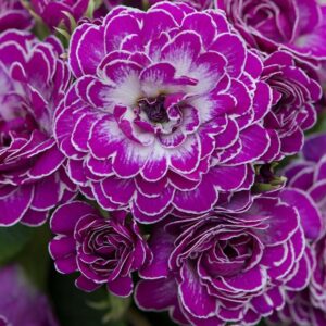 Double Primrose Primula Belarina® Candy Frost Perennial Plug Plants Pack x5