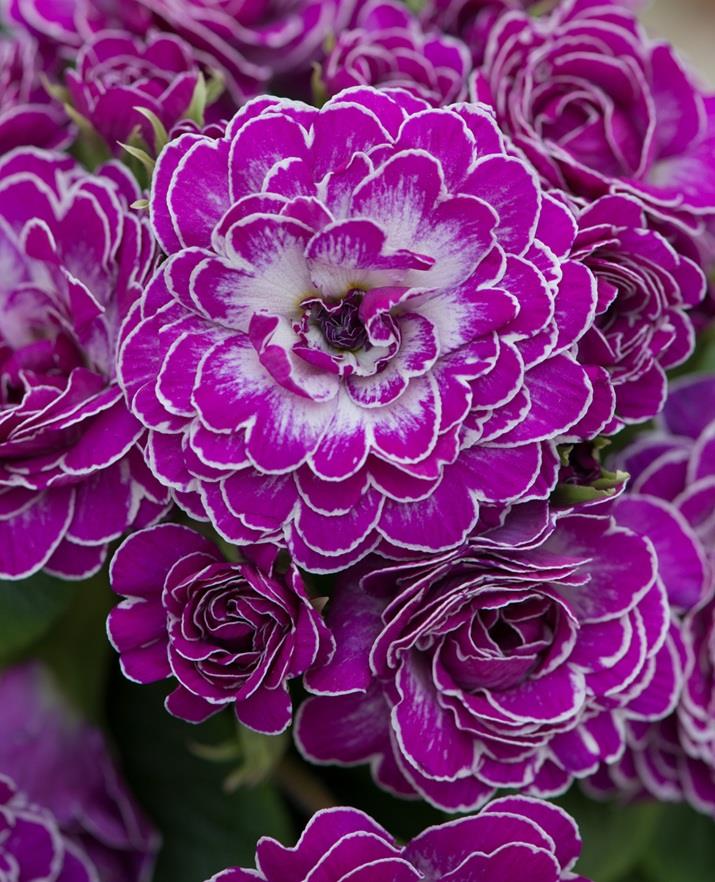 Double Primrose Primula Belarina® Candy Frost Perennial Plug Plants Pack x5