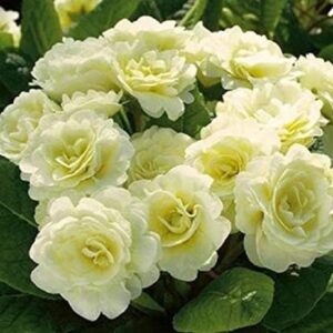 Double Primrose Primula Belarina® Cream Perennial Plug Plants Pack x5
