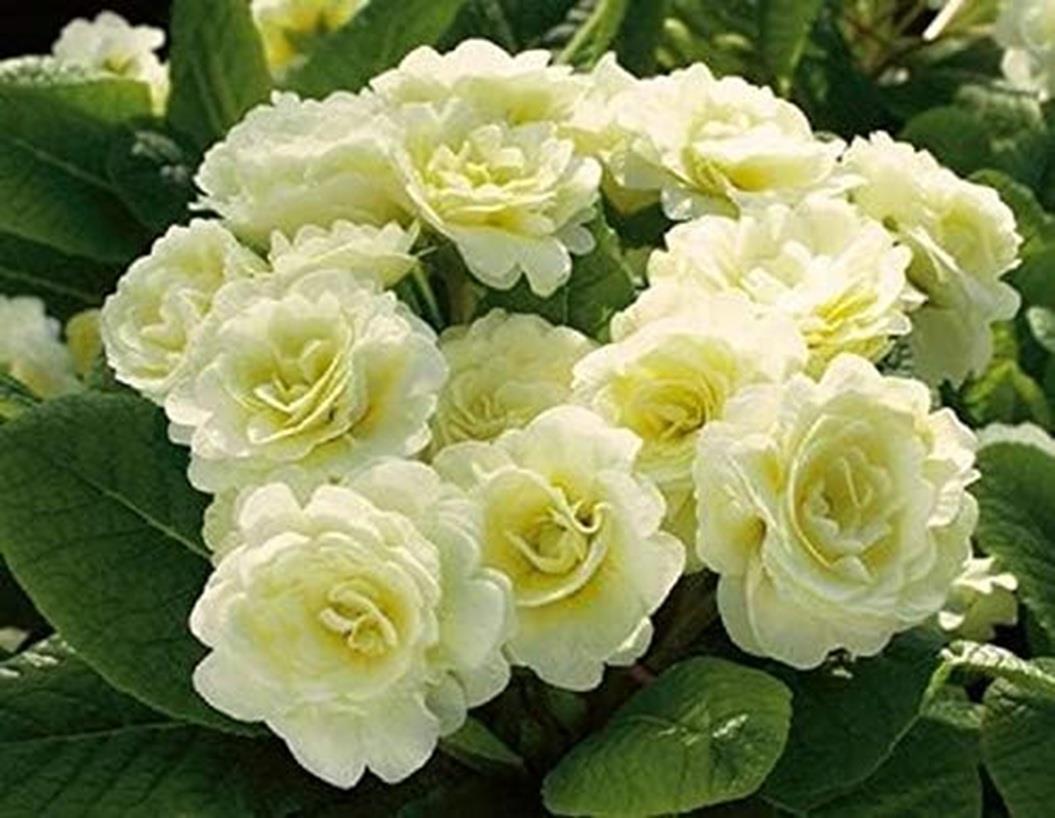 Double Primrose Primula Belarina® Cream Perennial Plug Plants Pack x5