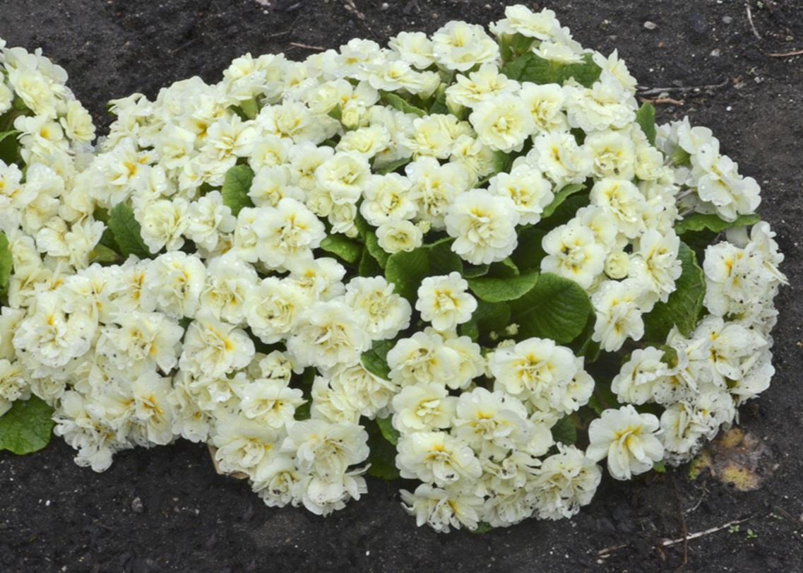 Double Primrose Primula Belarina® Cream Perennial Plug Plants Pack x5