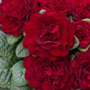 Primrose Primula Belarina® Valentine Red Pack x5 Double Perennial Plug Plants