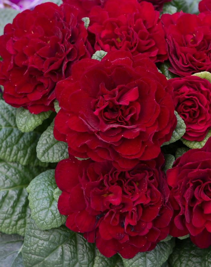 Primrose Primula Belarina® Valentine Red Pack x5 Double Perennial Plug Plants
