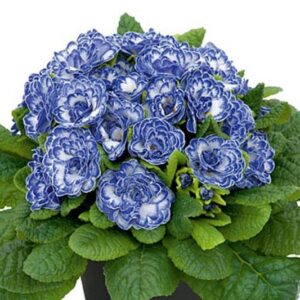Double Primrose Primula Belarina® Blue Bird Perennial Plug Plants Pack x5