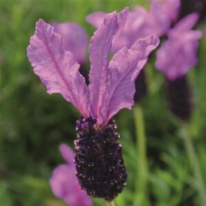 Lavender French 'Lavita' Perennial Garden LARGE Plug Plants Pack x3