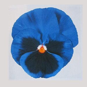 Winter Pansy Carneval® 'Blue With Blotch' Plug Plants Pack x12